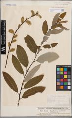 Foto von Salix discolor Muhl. x Salix humilis Marshall